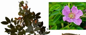 Attēlu rezultāti vaicājumam “Rosa glabrifolia”