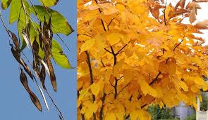 Attēlu rezultāti vaicājumam “Cladrastis kentukea leaf”