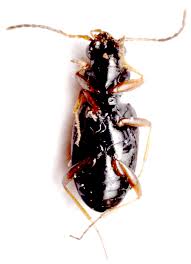 Attēlu rezultāti vaicājumam “Bembidion quadrimaculatum”