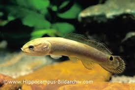 Image result for Amia calva