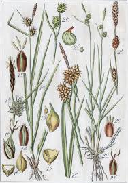 Attēlu rezultāti vaicājumam “Carex lepidocarpa leaf”