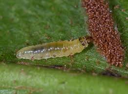 Attēlu rezultāti vaicājumam “Phronia sp. larva”