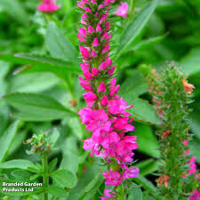 Attēlu rezultāti vaicājumam “Veronica spicata leaf”