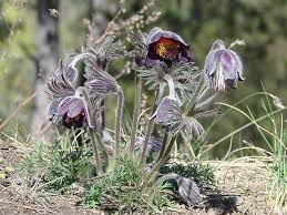Attēlu rezultāti vaicājumam “Pulsatilla pratensis flower”