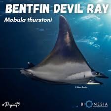 Image result for Mobula thurstoni