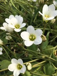 Attēlu rezultāti vaicājumam “Saxifraga granulata”