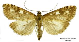 Attēlu rezultāti vaicājumam “Udea olivalis”