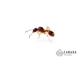 Attēlu rezultāti vaicājumam “Myrmica rubra”