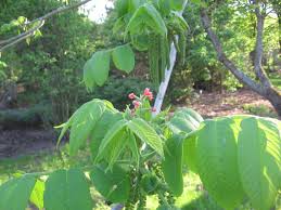 Attēlu rezultāti vaicājumam “Juglans mandshurica female flower”