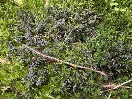 Attēlu rezultāti vaicājumam “Didymium melanospermum”