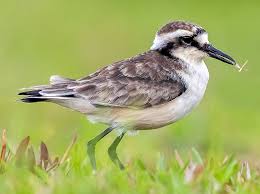 Image result for Diplodus helenae