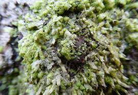 Attēlu rezultāti vaicājumam “Radula complanata sporophyte”