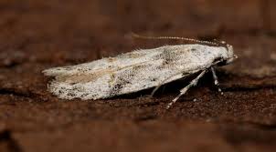 Attēlu rezultāti vaicājumam “Carpatolechia proximella”