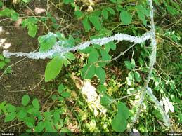 Attēlu rezultāti vaicājumam “Prociphilus xylostei”