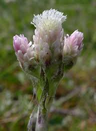 Attēlu rezultāti vaicājumam “Antennaria dioica male flower”