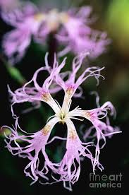 Image result for Dianthus superbus