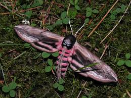 Attēlu rezultāti vaicājumam “Sphinx ligustri”