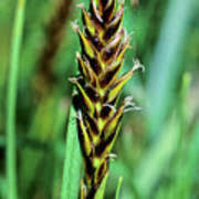 Attēlu rezultāti vaicājumam “Blysmus compressus fruit”