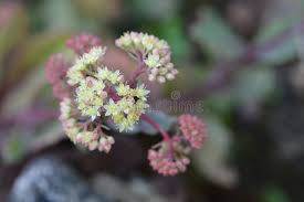 Attēlu rezultāti vaicājumam “Hylotelephium telephium bud”