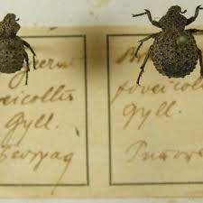 Image result for Brachycerus undatus