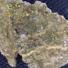 Attēlu rezultāti vaicājumam “Scoliciosporum chlorococcum”