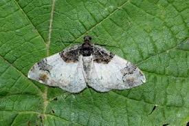 Attēlu rezultāti vaicājumam “Catarhoe cuculata”