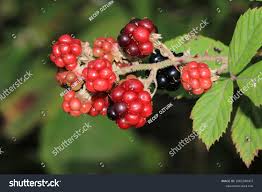 Attēlu rezultāti vaicājumam “Rubus nessensis leaf”