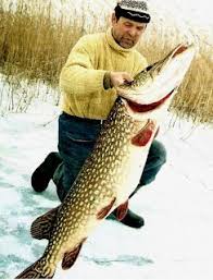 Image result for Esox lucius