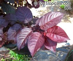 Attēlu rezultāti vaicājumam “Prunus cerasifera var. divaricata bud”