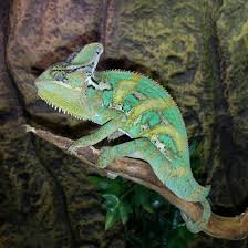 Attēlu rezultāti vaicājumam “Reptilia”