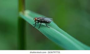 Attēlu rezultāti vaicājumam “Musca domestica”