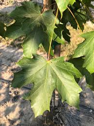 Attēlu rezultāti vaicājumam “Acer platanoides leaf”