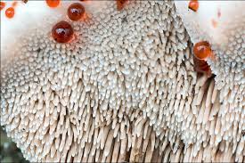 Attēlu rezultāti vaicājumam “Hydnellum ferrugineum”