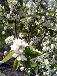 Attēlu rezultāti vaicājumam “Amelanchier spicata flower”