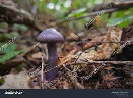 Attēlu rezultāti vaicājumam “Cortinarius violaceus”