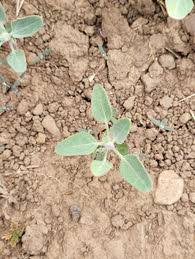 Attēlu rezultāti vaicājumam “Chenopodium album”