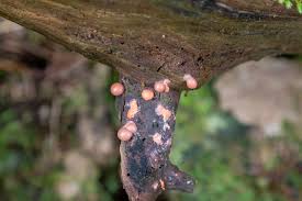 Attēlu rezultāti vaicājumam “Lycogala epidendrum aggr. plasmodium”