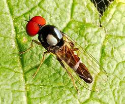 Attēlu rezultāti vaicājumam “Platypezidae”