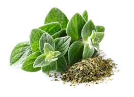 Image result for Oregano