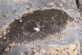 Attēlu rezultāti vaicājumam “Gymnocolea inflata”