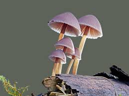 Attēlu rezultāti vaicājumam “Mycena haematopus”
