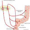 Defecation - Wikipedia, the free encyclopedia