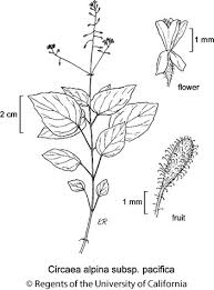 Attēlu rezultāti vaicājumam “Circaea alpina leaf”