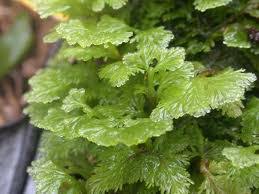 Attēlu rezultāti vaicājumam “Jungermanniopsida”