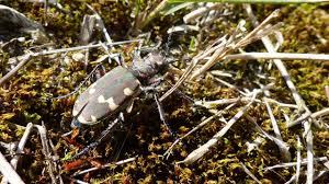 Attēlu rezultāti vaicājumam “Cicindela maritima”