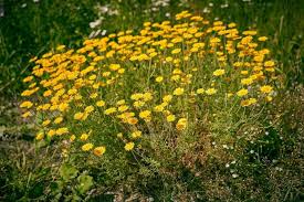 Image result for Färberkamille