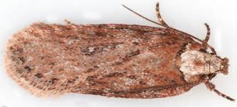 Attēlu rezultāti vaicājumam “Depressaria olerella”