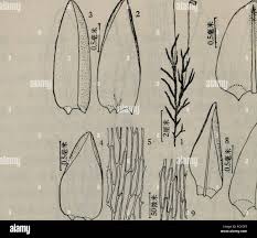 Attēlu rezultāti vaicājumam “Calliergon giganteum”