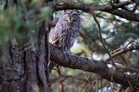 Attēlu rezultāti vaicājumam “Strix uralensis”