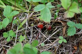 Attēlu rezultāti vaicājumam “Fragaria vesca leaf”